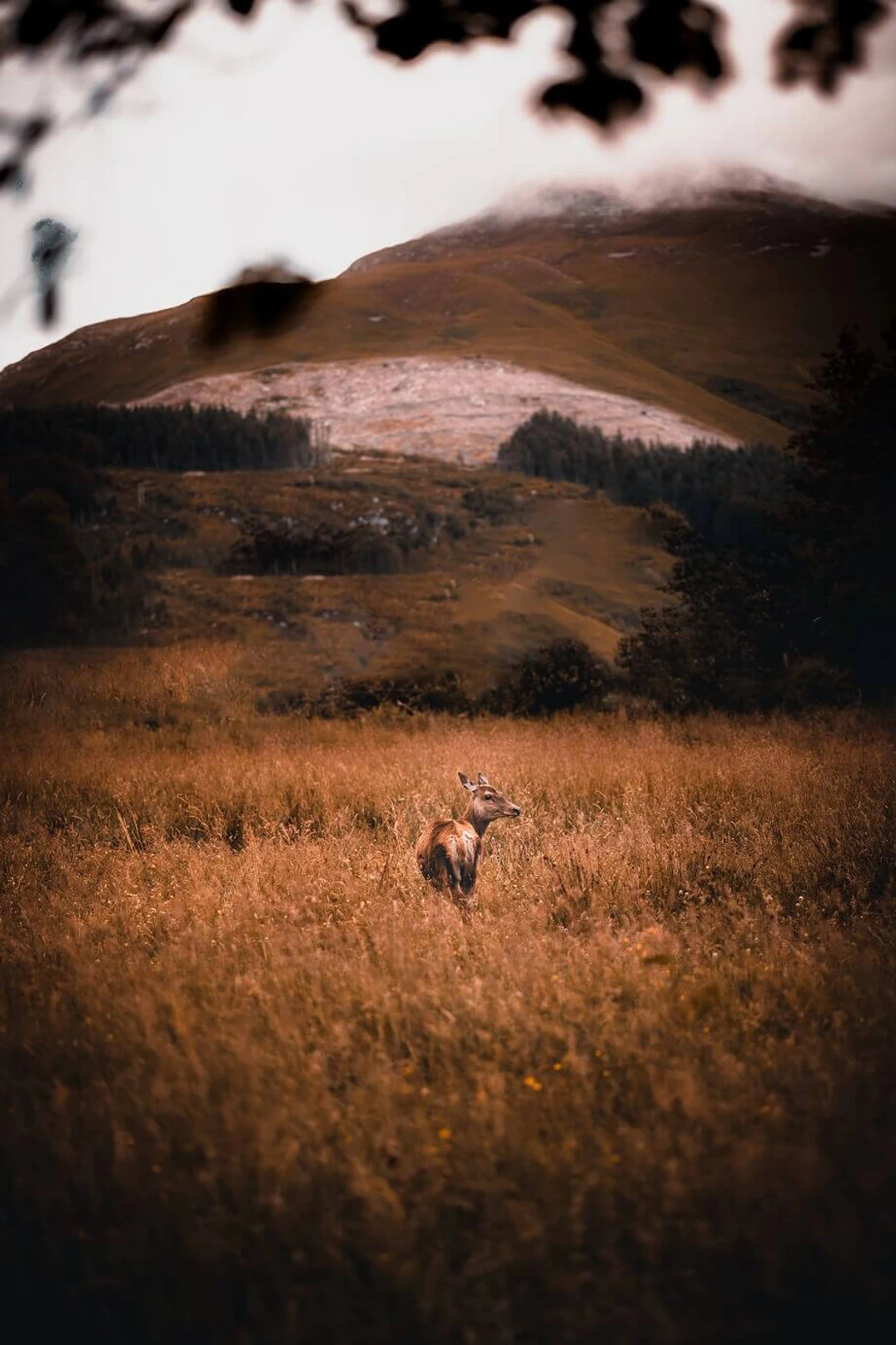 Deer in the glen, graded