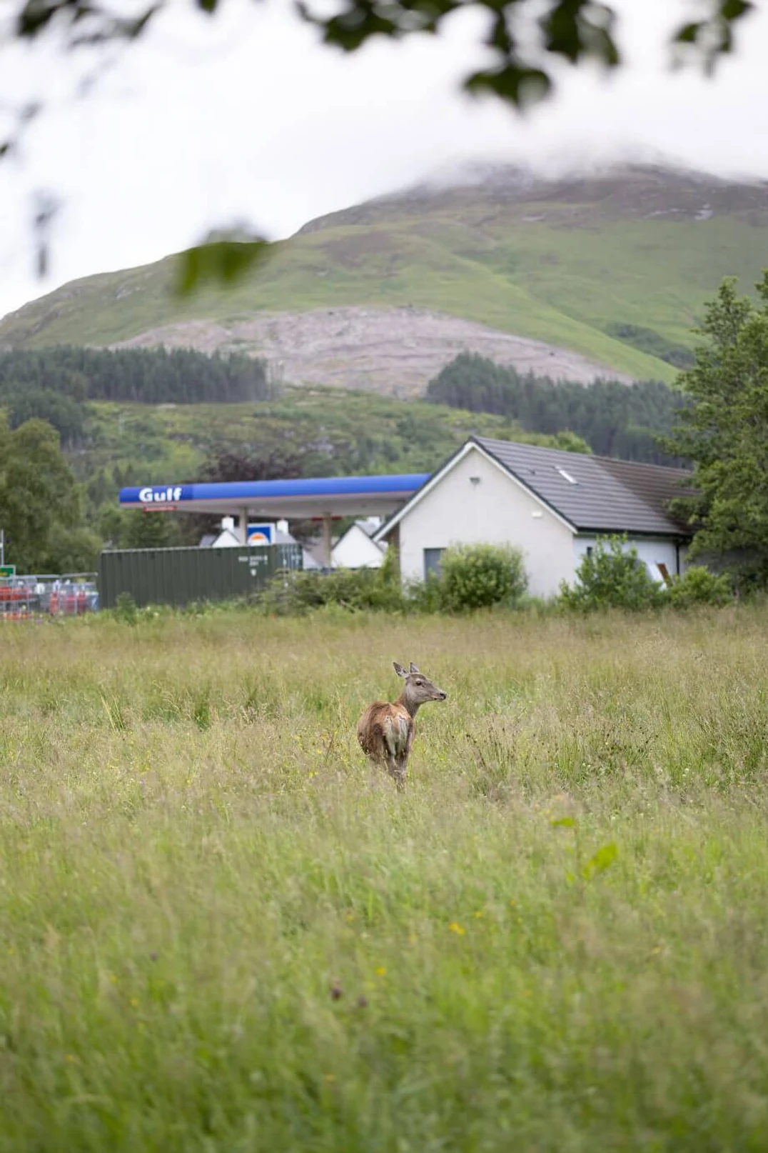 Deer in the glen, straight out of camera